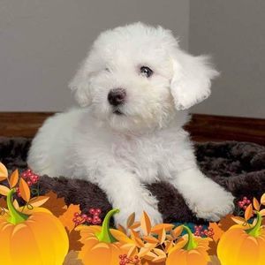 Meet your Posher, Tina